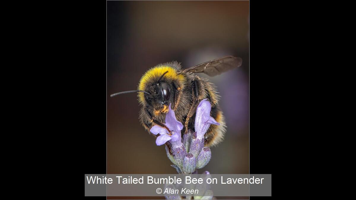 00_White Tailed Bumble Bee on Lavender_Alan Keen